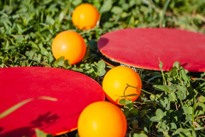 4 orange balls and two red table tennis rackets lie on the green grass. close-up