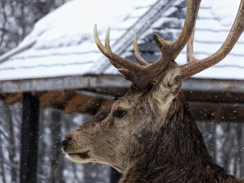 Close-up of reindeer against snow covered gazebo