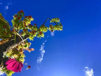 Low angle view of flower tree against blue sky