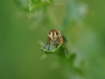 Close-up of spider