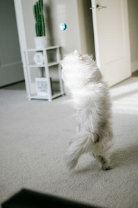 Cat looking away while sitting on door