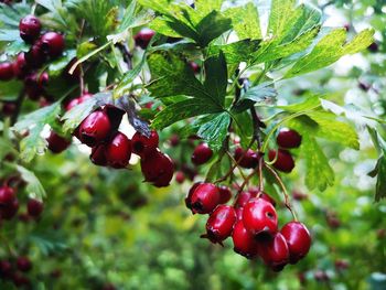 Close-up of red berries growing on tree