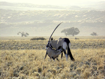Horse on field against sky
