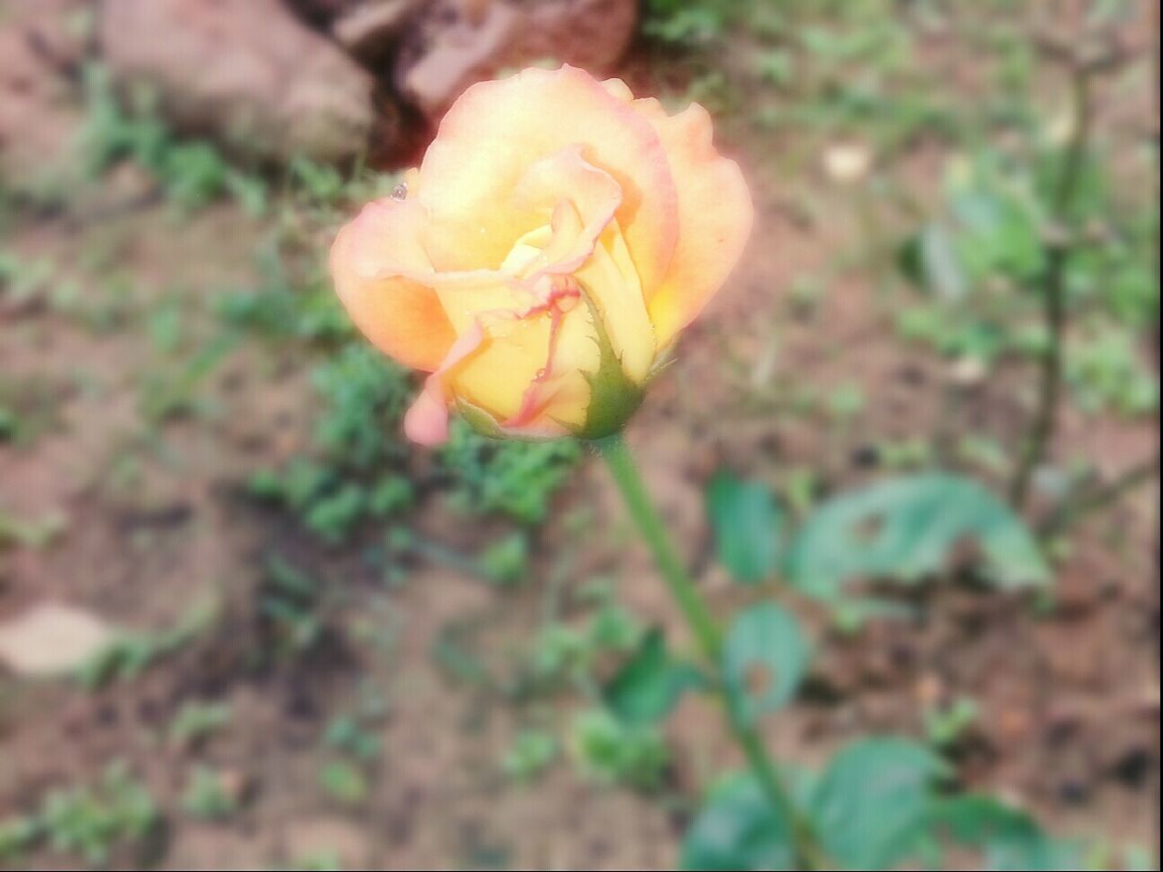 flower, fragility, petal, flower head, freshness, growth, beauty in nature, close-up, plant, nature, blooming, single flower, focus on foreground, yellow, in bloom, selective focus, rose - flower, botany, stem, field