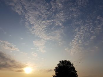 Low angle view of silhouette trees against sky during sunset