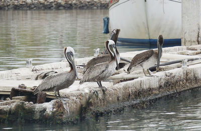 Birds perching on lakeshore