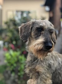 Close-up portrait of a dog