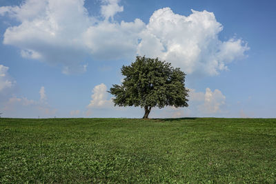 Tree on field against sky