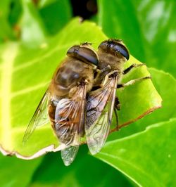 Close-up of insect on plant