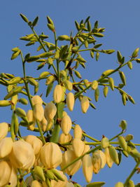 Low angle view of flowering plant against blue sky