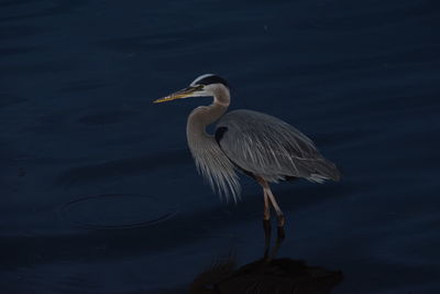 High angle view of gray heron at lake