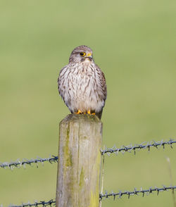 Close-up of bird perching on wooden post