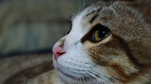 Close-up of cat looking away