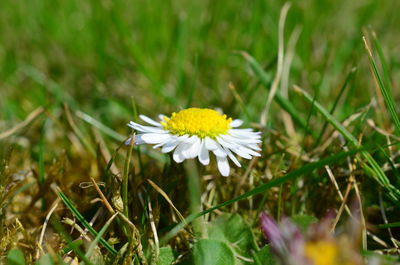 Close-up of white flowering plant on field