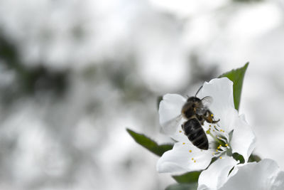 Close-up of bee pollinating on flower