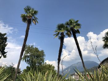 Low angle view of coconut palm trees against sky