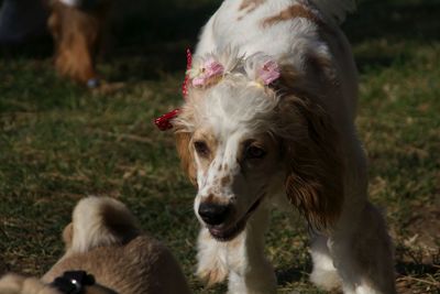 Portrait of dog on field