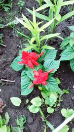 High angle view of red flowering plant