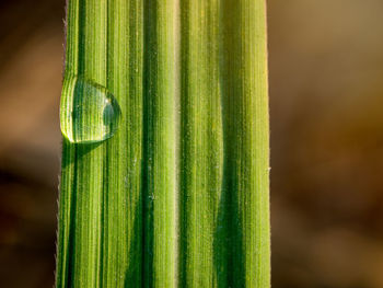 Close-up of green leaf