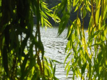 Scenic view of lake