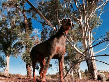 Low angle view of horse standing on field against sky