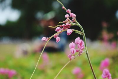 Close-up of pink flowering plant