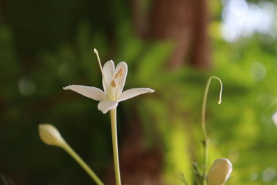 Close-up of white flowering plant