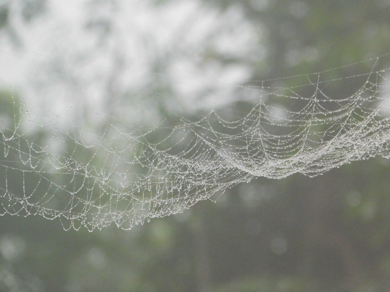 CLOSE-UP OF WET SPIDER WEB IN RAINY SEASON