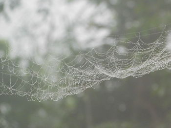 Close-up of water drops on spider web