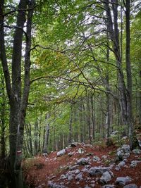 Trees in forest