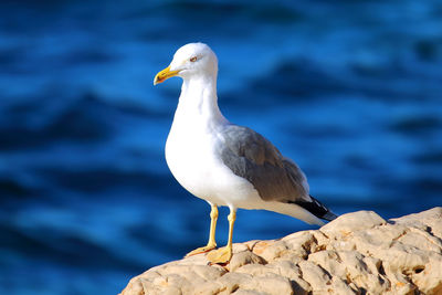 Seagull perching on rock