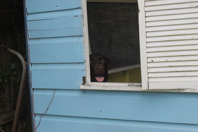 Portrait of dog peeking through window of house