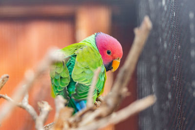 Close-up of parrot perching in cage