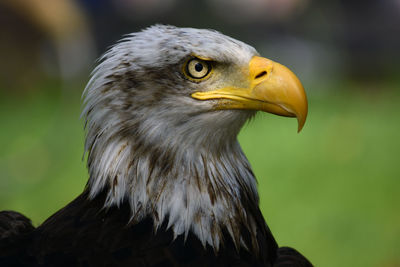 Close-up of eagle