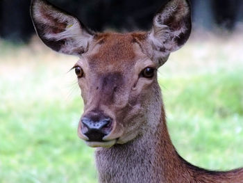 Close-up portrait of horse