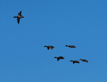 Low angle view of birds flying in the sky