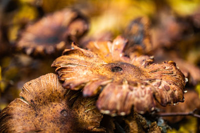 Close-up of dried autumn leaves on field