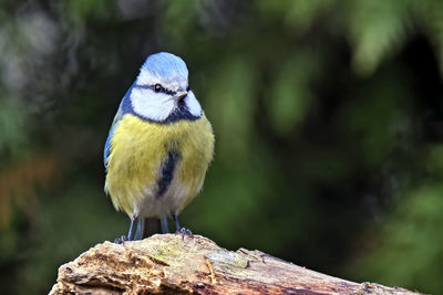 Close-up of bird perching on wood