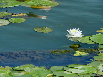 Water lily in lake