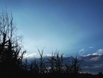 Low angle view of silhouette bare trees against blue sky