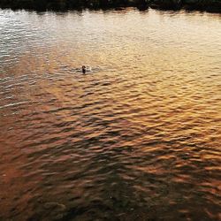 Swan swimming in lake