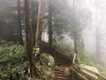 Trees in forest