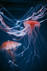 Close-up of jellyfish in sea