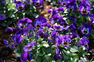 Close-up of purple flowering plants