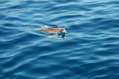 Close-up of turtle swimming in water