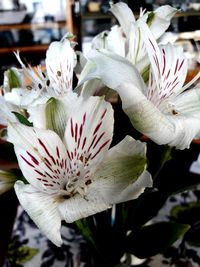Close-up of white flowers blooming outdoors
