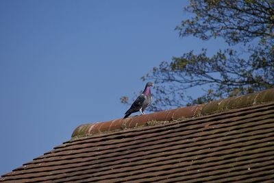 Low angle view of bird perching on roof against clear sky