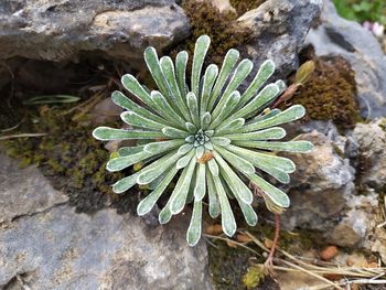 High angle view of leaf on rock