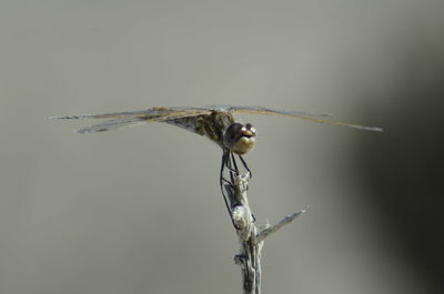 Close-up of damselfly on stem