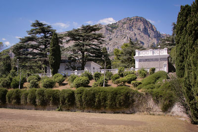 Trees growing on mountain against sky